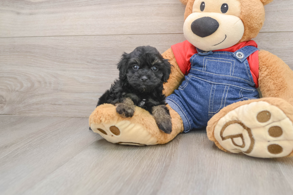 Petite Havapoo Poodle Mix Pup