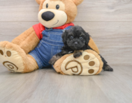 9 week old Havapoo Puppy For Sale - Florida Fur Babies
