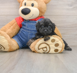 10 week old Havapoo Puppy For Sale - Florida Fur Babies