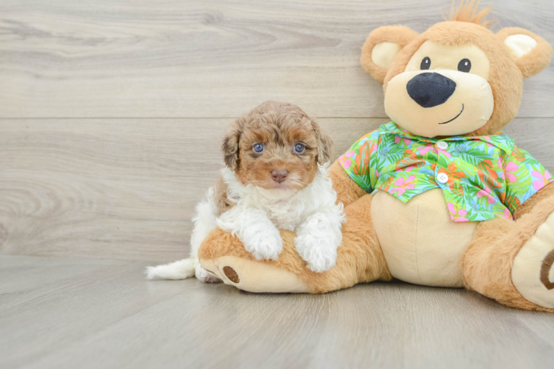 Meet Fancy - our Havapoo Puppy Photo 1/3 - Florida Fur Babies