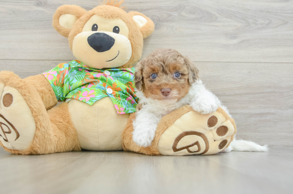 5 week old Havapoo Puppy For Sale - Florida Fur Babies