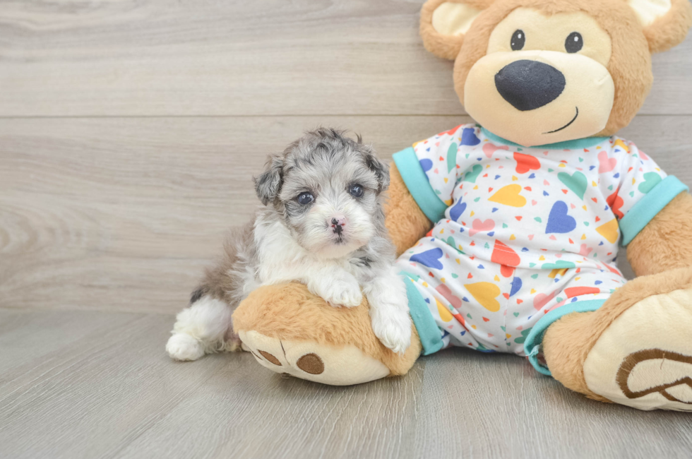 5 week old Havapoo Puppy For Sale - Florida Fur Babies