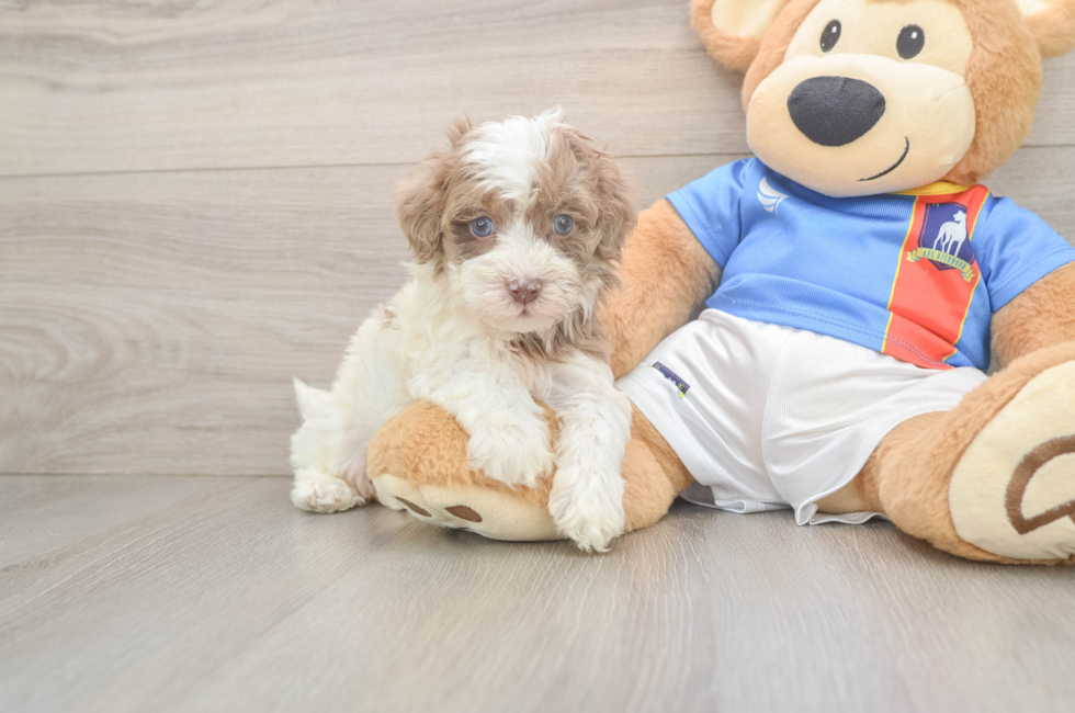 5 week old Havapoo Puppy For Sale - Florida Fur Babies
