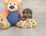 7 week old Havapoo Puppy For Sale - Florida Fur Babies