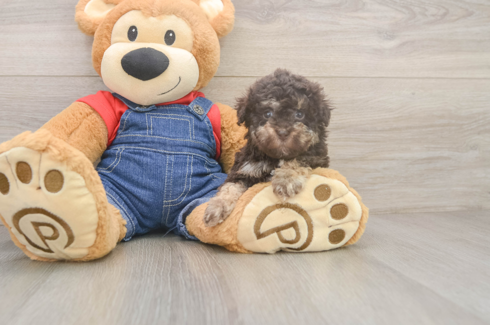5 week old Havapoo Puppy For Sale - Florida Fur Babies