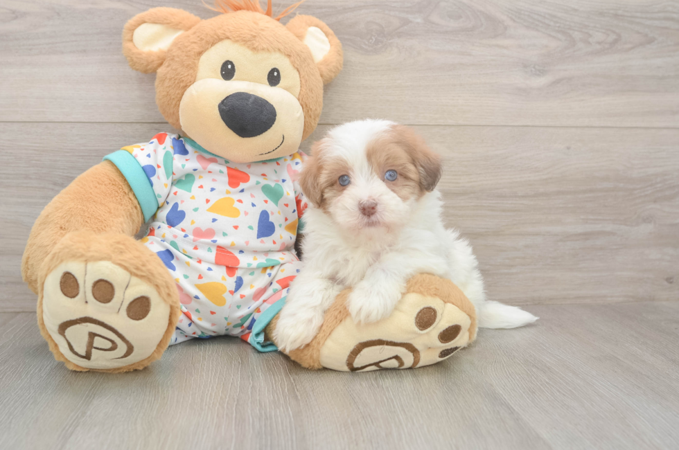 5 week old Havapoo Puppy For Sale - Florida Fur Babies
