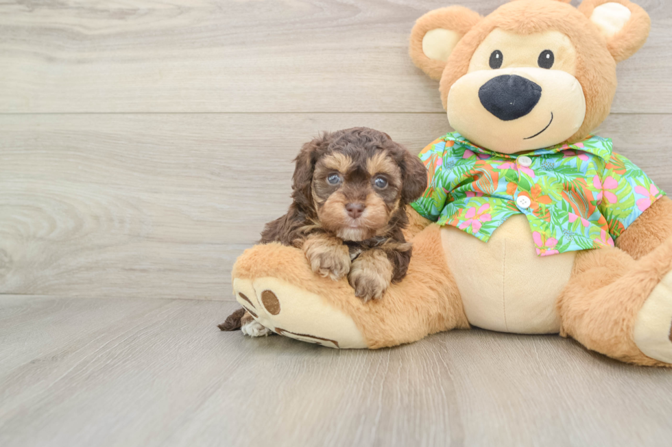 Best Havapoo Baby