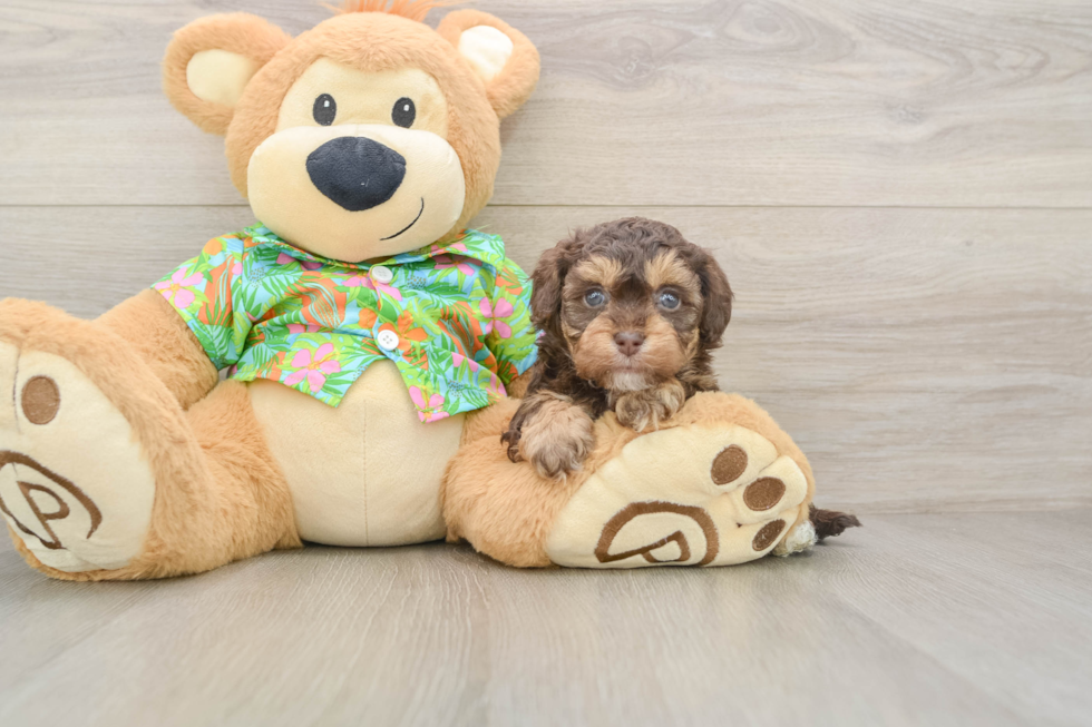 Little Havadoodle Poodle Mix Puppy