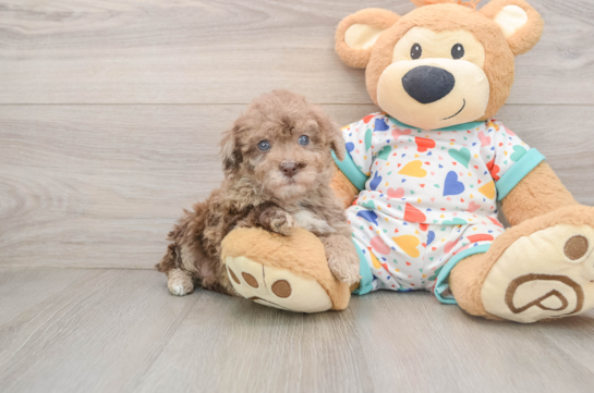 Playful Havadoodle Poodle Mix Puppy