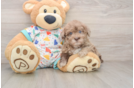 Havapoo Pup Being Cute