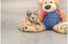 Adorable Havadoodle Poodle Mix Puppy