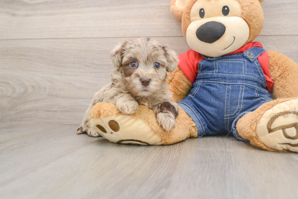 Adorable Havadoodle Poodle Mix Puppy