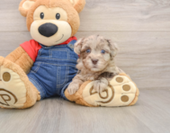 7 week old Havapoo Puppy For Sale - Florida Fur Babies