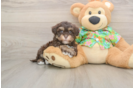 Funny Havapoo Poodle Mix Pup