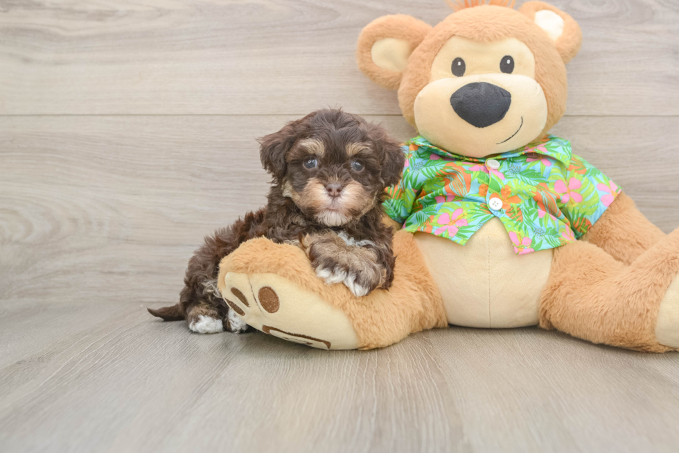Funny Havapoo Poodle Mix Pup