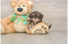 Sweet Havapoo Baby