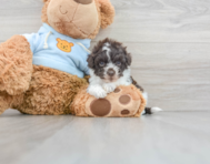 11 week old Havapoo Puppy For Sale - Florida Fur Babies
