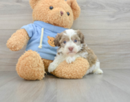 8 week old Havapoo Puppy For Sale - Florida Fur Babies