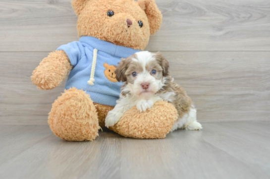 Popular Havapoo Poodle Mix Pup