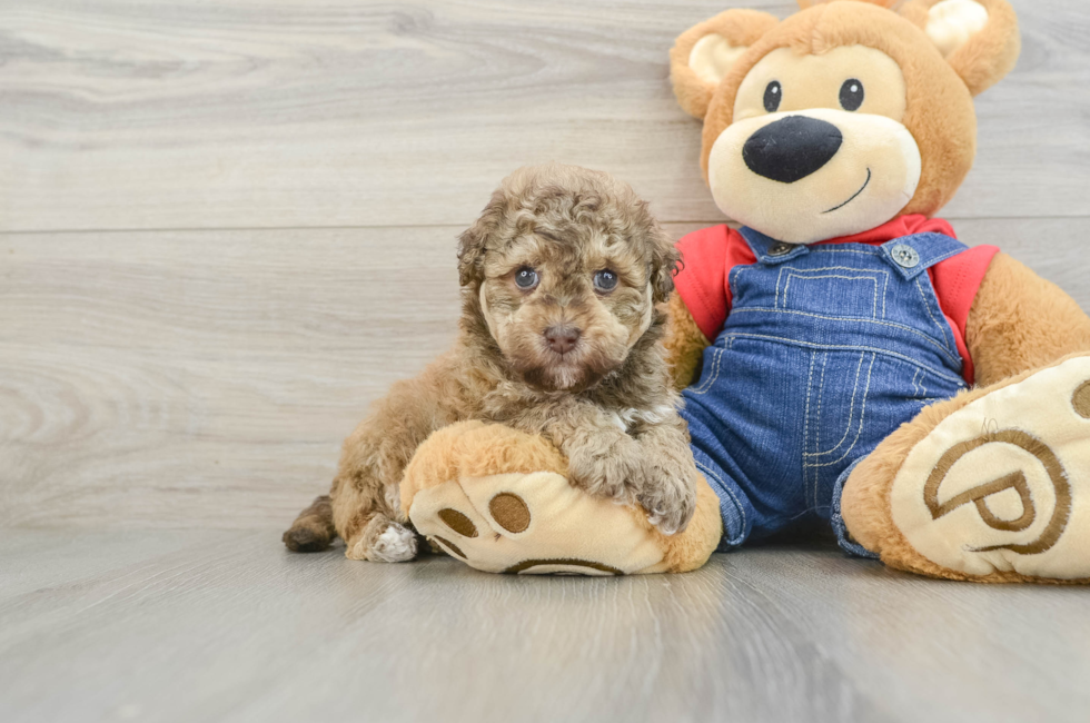 5 week old Havapoo Puppy For Sale - Florida Fur Babies