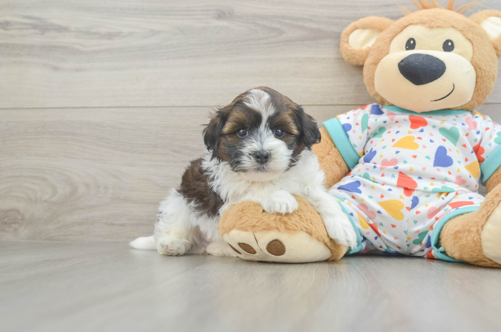 5 week old Havapoo Puppy For Sale - Florida Fur Babies