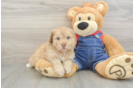Energetic Havadoodle Poodle Mix Puppy