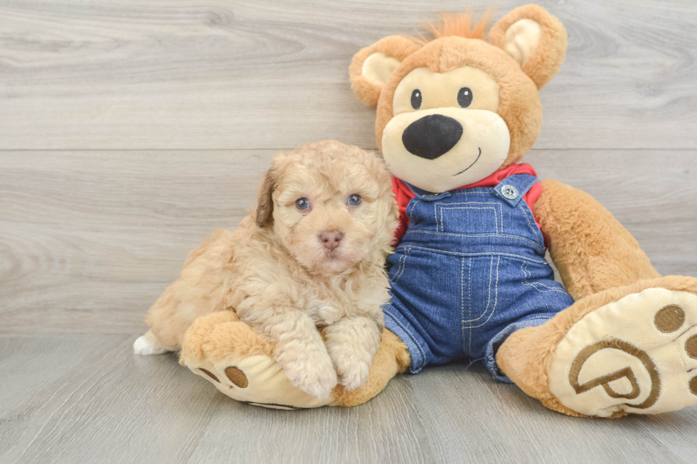 Energetic Havadoodle Poodle Mix Puppy