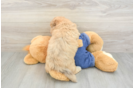 Havapoo Puppy for Adoption