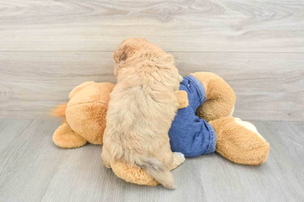 Havapoo Puppy for Adoption