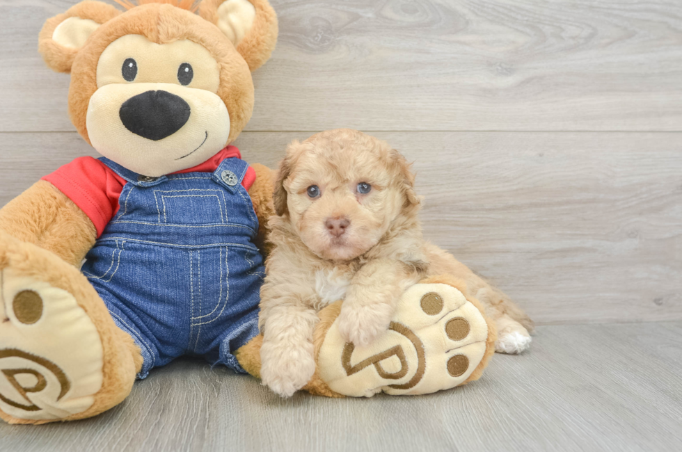 5 week old Havapoo Puppy For Sale - Florida Fur Babies