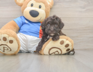 6 week old Havapoo Puppy For Sale - Florida Fur Babies