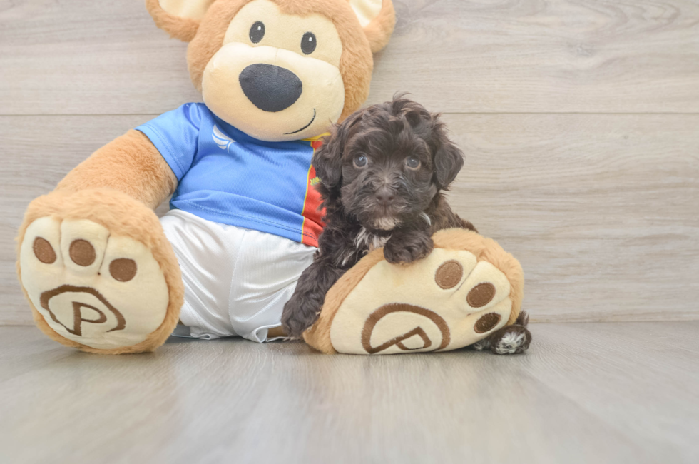 5 week old Havapoo Puppy For Sale - Florida Fur Babies