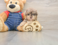 7 week old Havapoo Puppy For Sale - Florida Fur Babies
