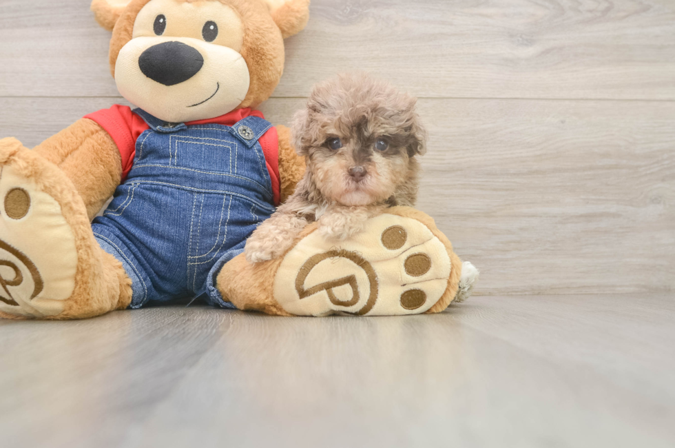 5 week old Havapoo Puppy For Sale - Florida Fur Babies