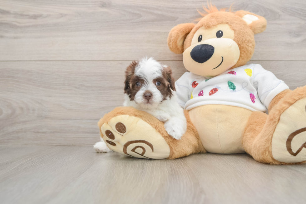Popular Havapoo Poodle Mix Pup