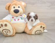 8 week old Havapoo Puppy For Sale - Florida Fur Babies