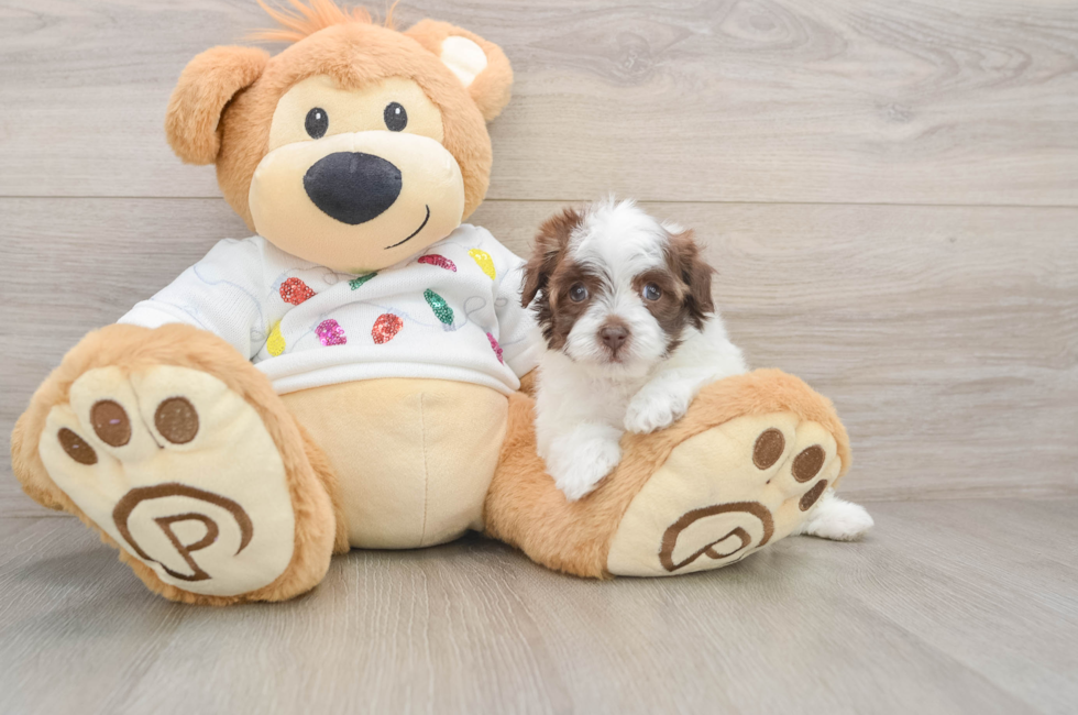 5 week old Havapoo Puppy For Sale - Florida Fur Babies