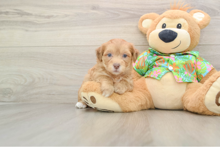 Havapoo Pup Being Cute