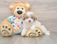 9 week old Havapoo Puppy For Sale - Florida Fur Babies