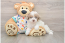Smart Havapoo Poodle Mix Pup