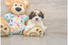 Havapoo Puppy for Adoption