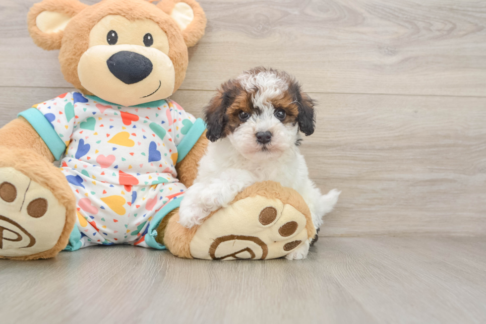 Havapoo Puppy for Adoption