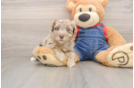 Havapoo Pup Being Cute