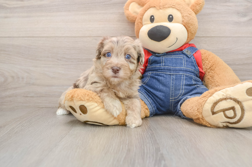 Havapoo Pup Being Cute