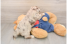 Fluffy Havapoo Poodle Mix Pup