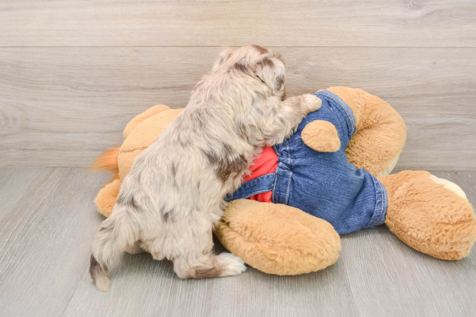 Fluffy Havapoo Poodle Mix Pup