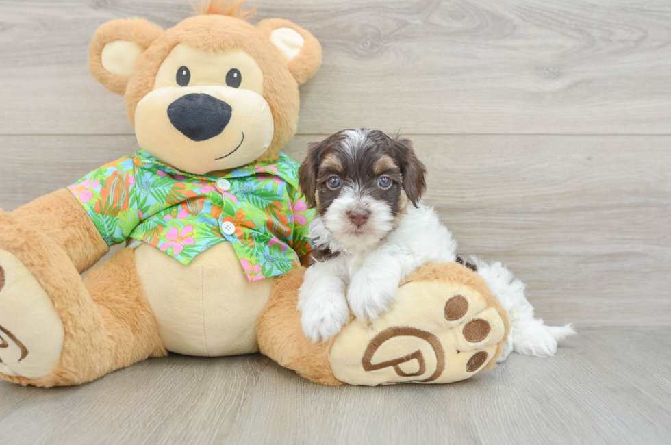 5 week old Havapoo Puppy For Sale - Florida Fur Babies