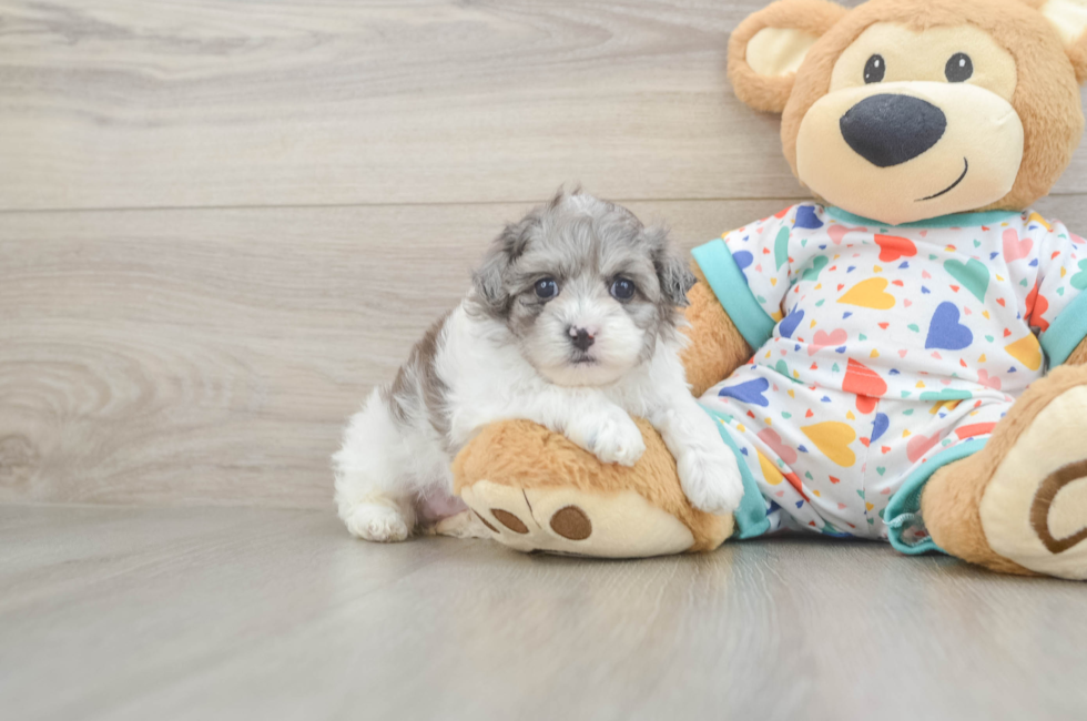 5 week old Havapoo Puppy For Sale - Florida Fur Babies