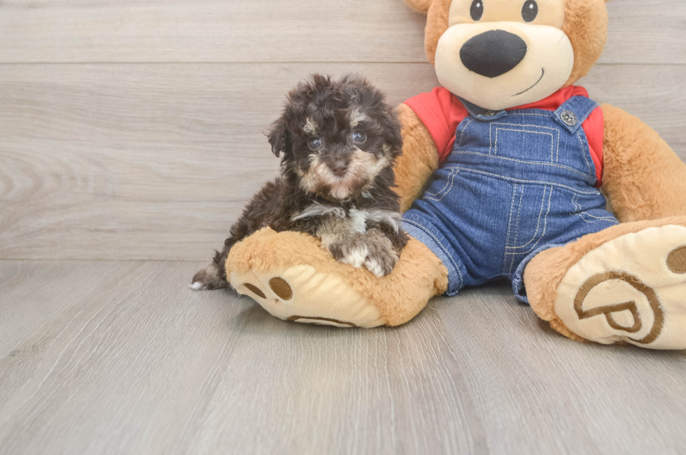 5 week old Havapoo Puppy For Sale - Florida Fur Babies