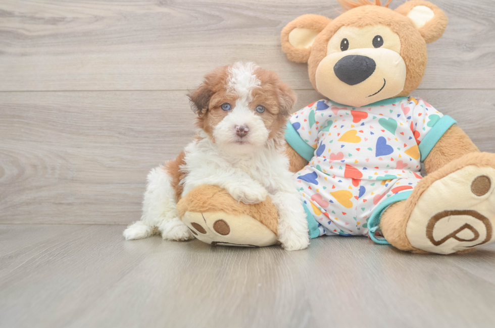 5 week old Havapoo Puppy For Sale - Florida Fur Babies